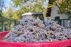 viber_slika_2026-09-08_09-17-54-437
